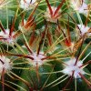 Notocactus _glaucinus _11